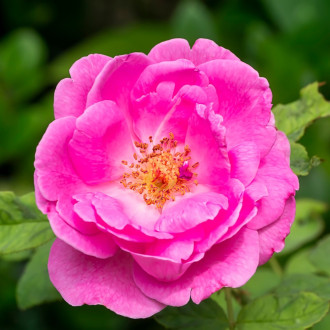 PURITY VISION Bio Růžový rituál v péči o pleť